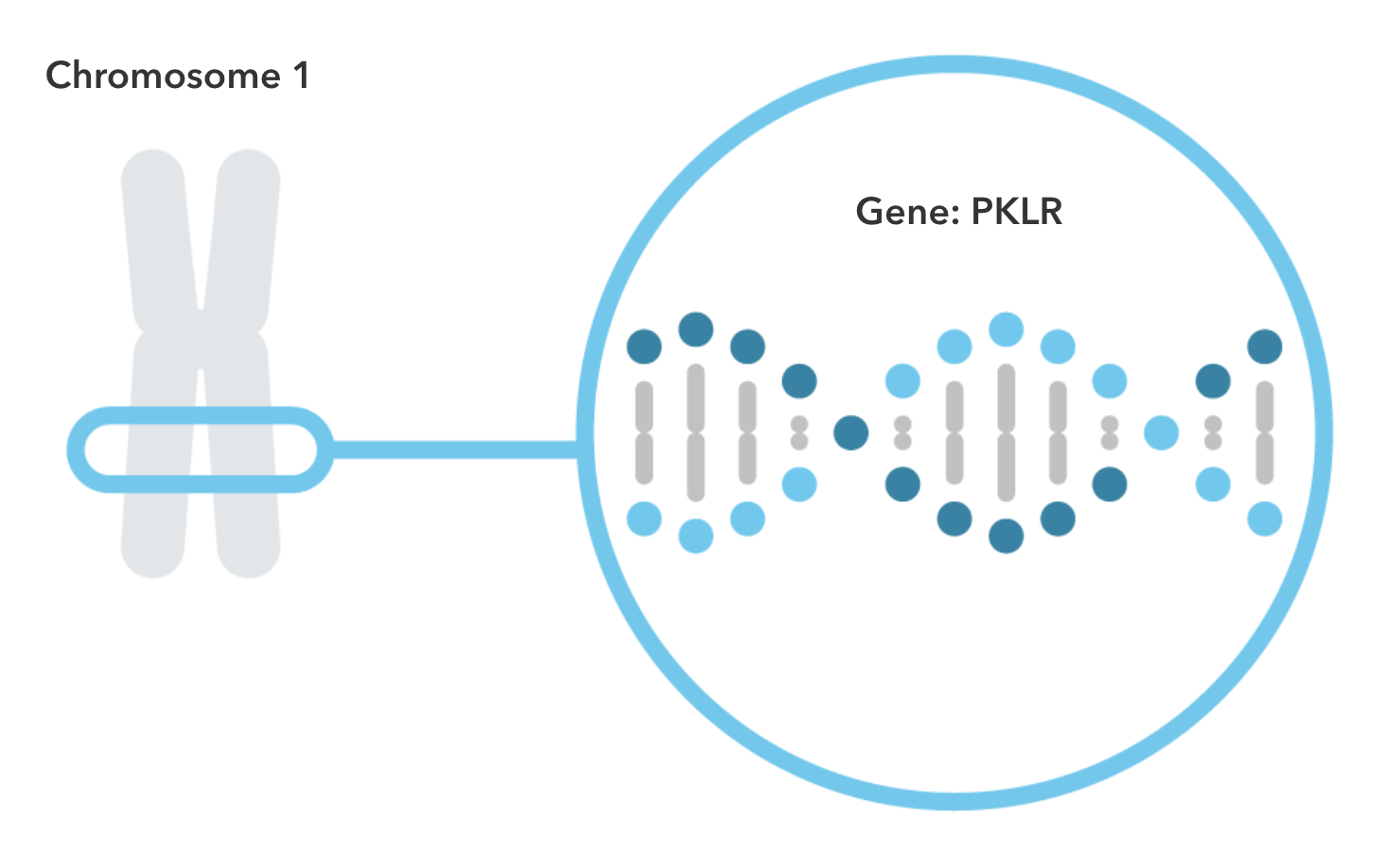 Pyruvate Kinase Deficiency