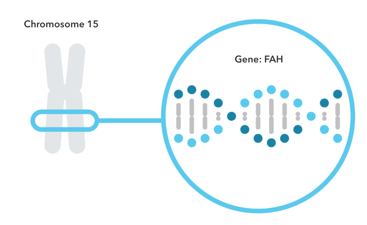 Tyrosinemia Type I & Genetics
