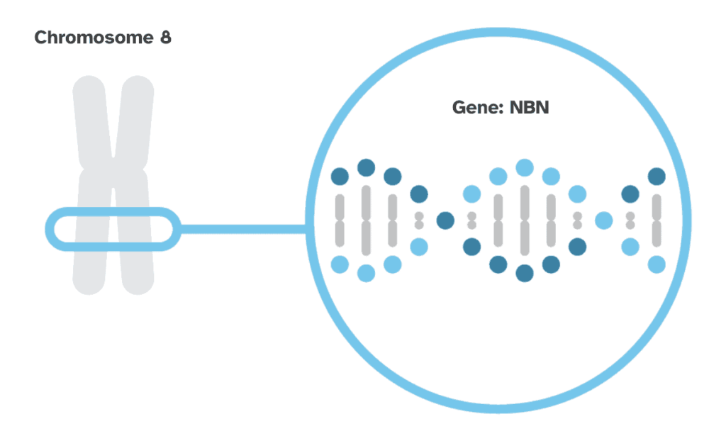 The NBN gene is shown located on chromosome 8.
