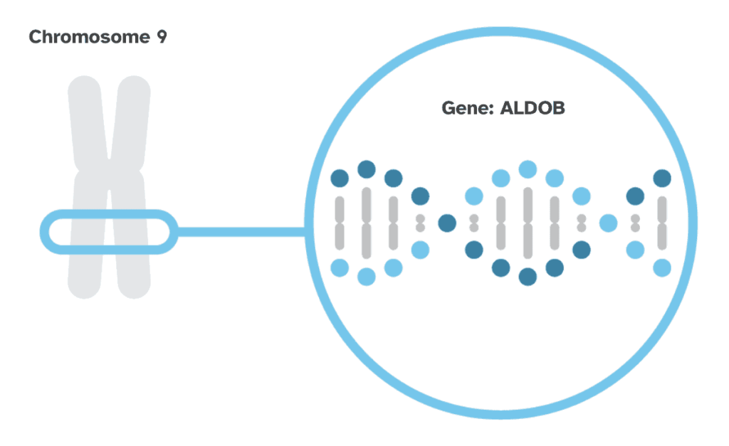 The ALDOB gene is shown located on chromosome 9.