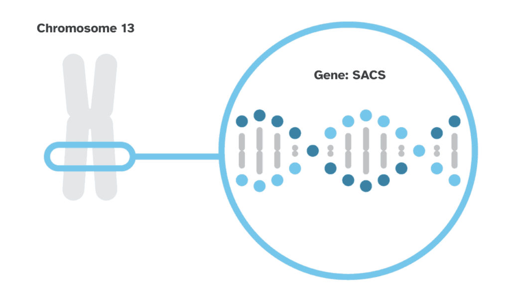 The SACS gene is shown located on chromosome 13.