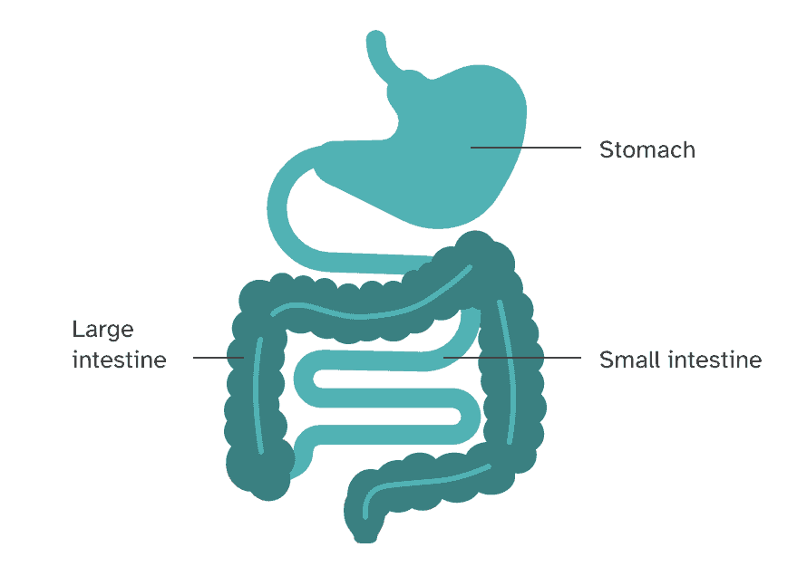 Diagram of the digestive tract showing the stomach, small intestine, and large intestine.
